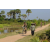 Team 86 / Raid l'Arbre Vert Cambodge - VTT