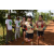 Team 65 / Raid l'Arbre Vert Cambodge - VTT