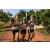 Team 77 / Raid l'Arbre Vert Cambodge - VTT