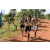 Team 51 / Raid l'Arbre Vert Cambodge - VTT