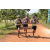 Team 19 / Raid l'Arbre Vert Cambodge - VTT