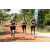 Team 11 / Raid l'Arbre Vert Cambodge - VTT