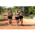 Team 43 / Raid l'Arbre Vert Cambodge - VTT