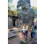 Raid l'Arbre Vert  Cambodge - Chasse au Trésor