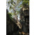 Raid l'Arbre Vert  Cambodge - Chasse au Trésor
