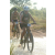 Team 54 / Raid l'Arbre Vert Cambodge - VTT