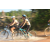 Team 63 / Raid l'Arbre Vert Cambodge - VTT