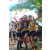 Team 19 / Raid l'Arbre Vert Cambodge - VTT