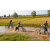 Team 63 / Raid l'Arbre Vert Cambodge - VTT