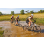 Team 30 / Raid l'Arbre Vert Cambodge - VTT