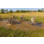 Raid l'Arbre Vert Cambodge - VTT