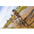 Team 31 / Raid l'Arbre Vert Cambodge - VTT