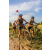 Team 09 / Raid l'Arbre Vert Cambodge - VTT