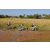 Team 22 / Raid l'Arbre Vert Cambodge - VTT