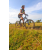 Team 22 / Raid l'Arbre Vert Cambodge - VTT