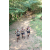 Team 39 / Raid l'Arbre Vert Cambodge - VTT
