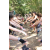 Raid l'Arbre Vert Cambodge - VTT