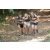 Team 65 / Raid l'Arbre Vert Cambodge - VTT