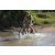 Team 73 / Raid l'Arbre Vert Cambodge - VTT