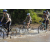 Team 80 / Raid l'Arbre Vert Cambodge - VTT