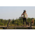 Team 14 / Raid l'Arbre Vert Cambodge - VTT