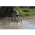 Team 12 / Raid l'Arbre Vert Cambodge - VTT
