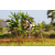 Team 40 / Raid l'Arbre Vert Cambodge - VTT