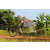 Team 54 / Raid l'Arbre Vert Cambodge - VTT
