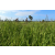 Raid l'Arbre Vert Cambodge - VTT