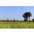 Raid l'Arbre Vert Cambodge - VTT