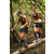 Team 37 / Raid l'Arbre Vert  Cambodge - Course Orientation