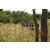 Team 11 / Raid l'Arbre Vert  Cambodge - Course Orientation