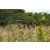 Team 11 / Raid l'Arbre Vert  Cambodge - Course Orientation