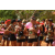 Raid l'Arbre Vert  Cambodge - Course Orientation