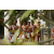 Raid l'Arbre Vert  Cambodge - Course Orientation