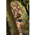 Team 12 / Raid l'Arbre Vert  Cambodge - Course Orientation