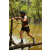 Team 09 / Raid l'Arbre Vert  Cambodge - Course Orientation