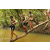 Team 85 / Raid l'Arbre Vert  Cambodge - Course Orientation
