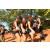 Team 37 / Raid l'Arbre Vert  Cambodge - Course Orientation