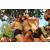 Team 86 / Raid l'Arbre Vert  Cambodge - Course Orientation