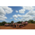 Raid l'Arbre Vert  Cambodge - Course Orientation
