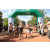 Team 41 / Raid l'Arbre Vert  Cambodge - Course Orientation