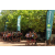 Raid l'Arbre Vert  Cambodge - Course Orientation