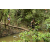 Team 07 / Raid l'Arbre Vert  Cambodge - Course Orientation