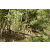 Team 39 / Raid l'Arbre Vert  Cambodge - Course Orientation