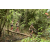 Team 40 / Raid l'Arbre Vert  Cambodge - Course Orientation