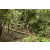 Team 37 / Raid l'Arbre Vert  Cambodge - Course Orientation