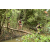 Team 09 / Raid l'Arbre Vert  Cambodge - Course Orientation