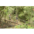 Team 67 / Raid l'Arbre Vert  Cambodge - Course Orientation
