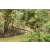 Team 38 / Raid l'Arbre Vert  Cambodge - Course Orientation